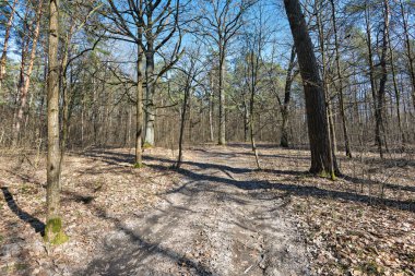 Bahar ormanında güneşli bir gün