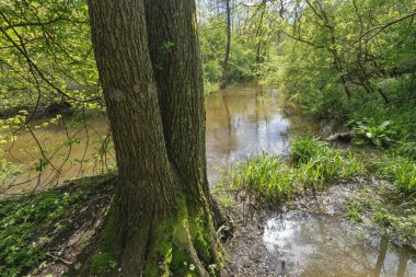 İlkbaharda ormandaki nehir