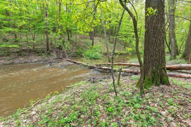 Ormandaki nehir ve baharda yeşil yapraklar.