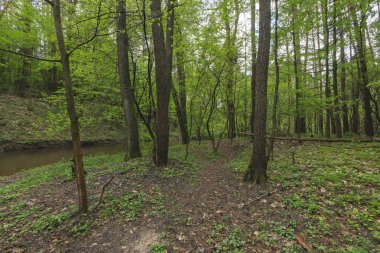 Ormandaki küçük nehir