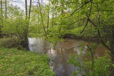 Ormanda küçük bir dere
