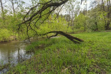İlkbaharda nehir kıyısında temizleniyor.