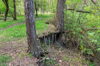 Çam kökleri bahar ormanlarında toprağı destekler.