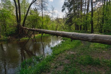 Bahar ormanında nehrin üzerinde devrilmiş bir ağaç.