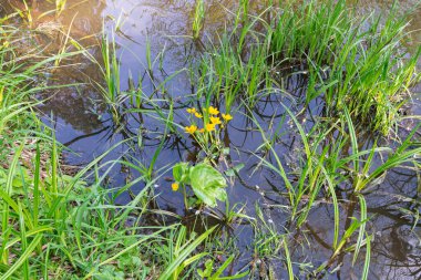 Nehirde sarı kadife çiçekleri
