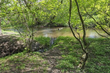 Göletli yeşil orman