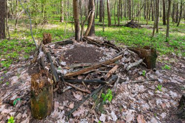 Bahar ormandaki karınca yuvası