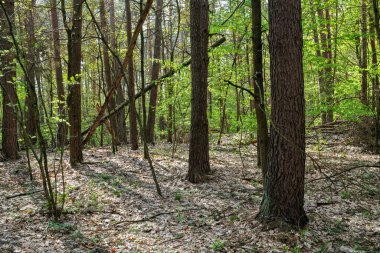 Eski bahar ormanlarında genç yapraklar