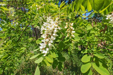 bir dalda beyaz akasya çiçekleri