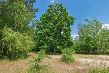 Parktaki yeşil ağaçlar