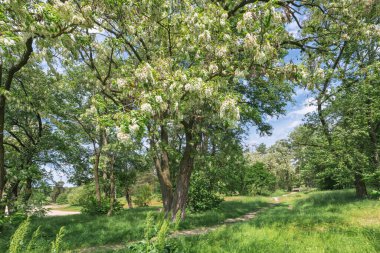 Parkta çiçek açan ağaç