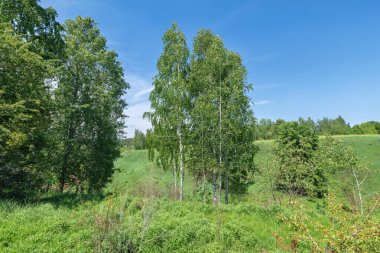 Orman güneşli bir günde