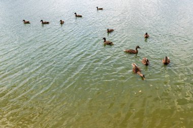 Gölde yüzen ördekler