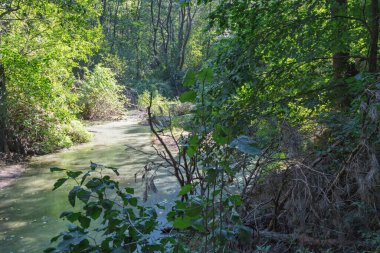 Sonbaharın başlarında ormanda bir dere.