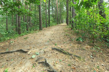 Sonbaharda ormanda yol