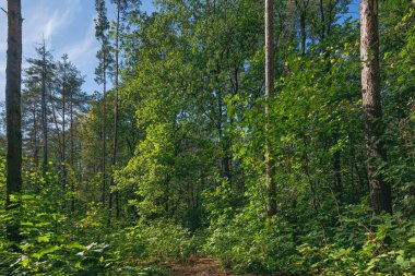 Erken sonbaharda karışık orman
