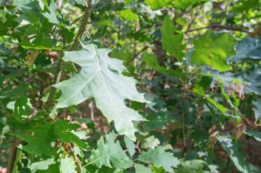 Ağaçta yeşil akçaağaç yaprağı