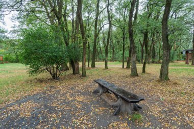 Sonbahar ormanlarında yağmurlu bir günde bank