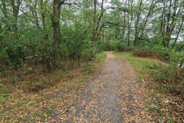 Sonbaharda ormanda yol