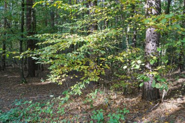 Sonbahar ormanında yaprakları olan ağaç dalları