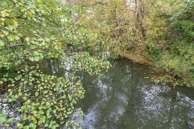 Ormandaki küçük gölet