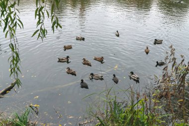 Vahşi ördekler ve tavuklar küçük bir gölde yüzerler.
