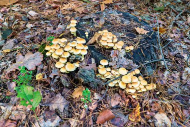 Ağaçta büyüyen mantarlar