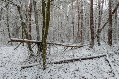  Kasım 'ın sonlarında kar ormanları