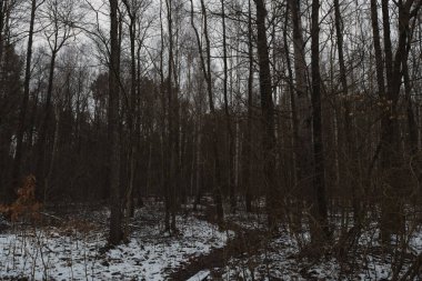 Kış ormanlarında kar erir.