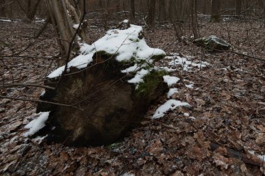 Kurumuş yaprakların arasında, kış ormanlarında karla kaplı bir kütük.