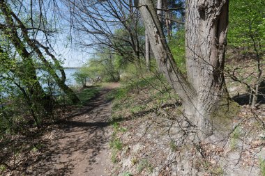 Güneşli bir günde, bir gölün yanındaki ormanda bir patika..