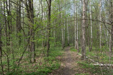 Bereketli bir ormanda, güneş ışığıyla yıkanmış, dingin bir yol..