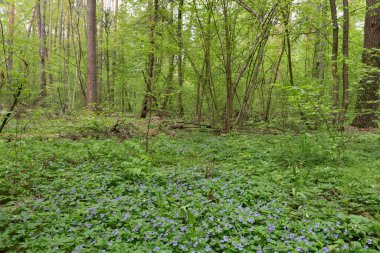 İlkbaharda Yeşil Orman Sahnesi