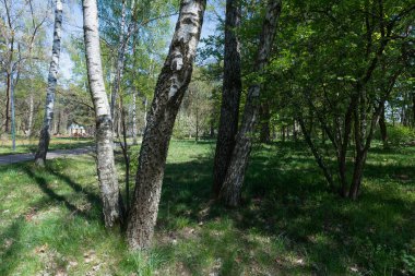 Güneşli ormandaki huş ağaçlarının huzurlu manzarası