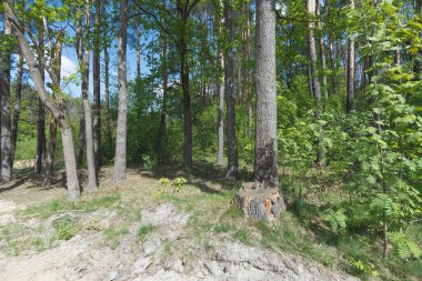 Ağaçları ve gölgeleri olan güneşli bir orman.