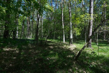 Uzun ağaçlar ve yemyeşil verimli bir orman.