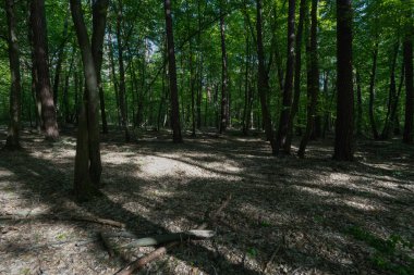 Ağaçlar ve Gölgelerle Güneş Işığı Orman Sahnesi