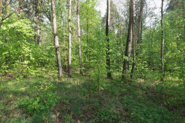 Bereketli bir orman sahnesi. Güneş ışığıyla yıkanmış.