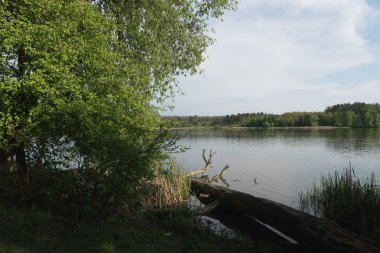 Ağaçlar ve sakin sularla sakin göl manzarası.
