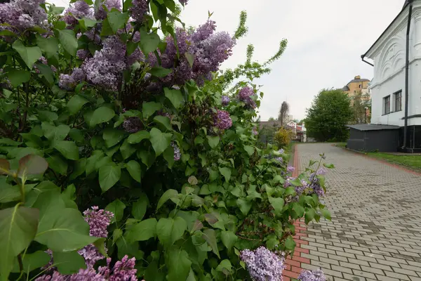 Çiçek açmış bir leylak çalısı, arkasında da bir bina var.