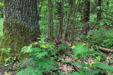 Bahar ormanında çeltik çiçekleri
