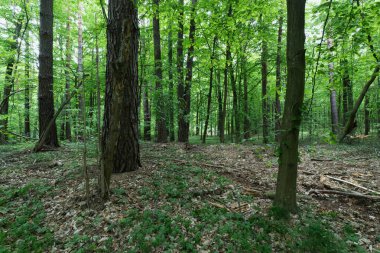 Yükselen Ağaçlar ve Bol Yeşilliklerle Yeşiller Ormanı
