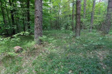 Bulutlu bir günde sakin orman manzarası