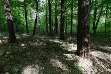 Ağaçlar ve Gölgelerle Güneş Işığı Orman Sahnesi