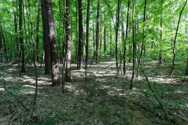 Ağaçların arasından süzülen Günışığı ile yemyeşil Orman Sahnesi