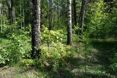  Bereketli orman manzarası, güneş ışığı ve uzun ağaçlar.