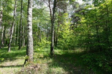 Bereketli Orman 'ın İçinden Güneş Işığı Yolu