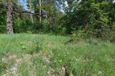 Bereketli yeşil bir çayır güneş ışığıyla yıkanmış, canlı bir ormanın içine yerleşmiş..
