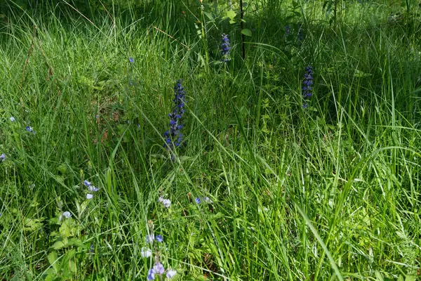 Mor kır çiçekleri güneşli bir çayırda açar baharda uzun yeşil otlarla