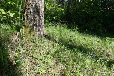 Bereketli yeşil bir ormanda güneşli bir ağaç gövdesi..